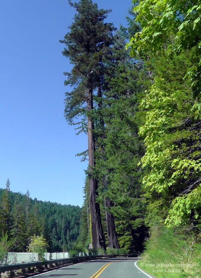 humboldt forest state park redwoods california redwood highway