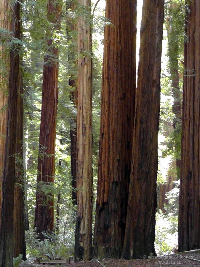 humboldt forest state park redwoods california