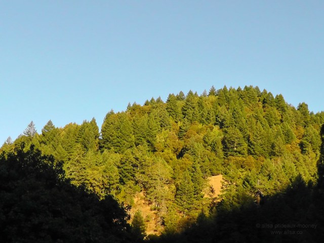 california vineyard winery vines us usa america road trip travel