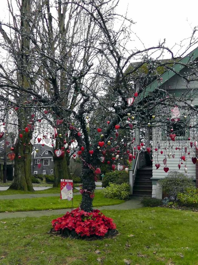 seattle washington valentine's day holiday tree phinney ridge