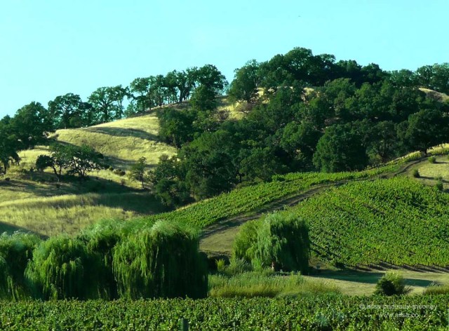 california vineyard winery vines us usa america road trip travel
