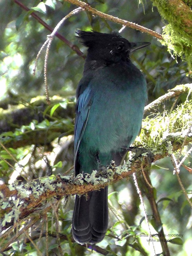 us, usa, america, road trip, roadtrip, oregon coast. travel