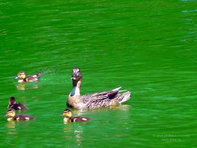 swan, hamptons, the hamptons, east hampton, town pond, travel, usa, new york, long island, green dye, travel, ducks
