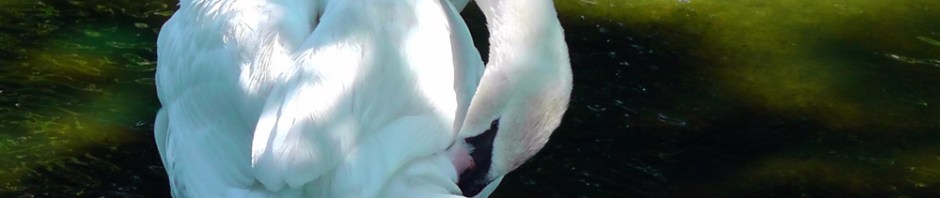 swan, hamptons, the hamptons, east hampton, town pond, travel, usa, new york, long island