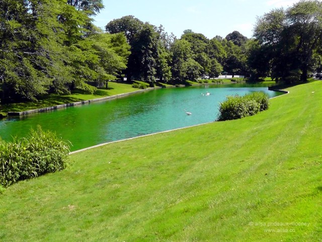 swan, hamptons, the hamptons, east hampton, town pond, travel, usa, new york, long island, green dye