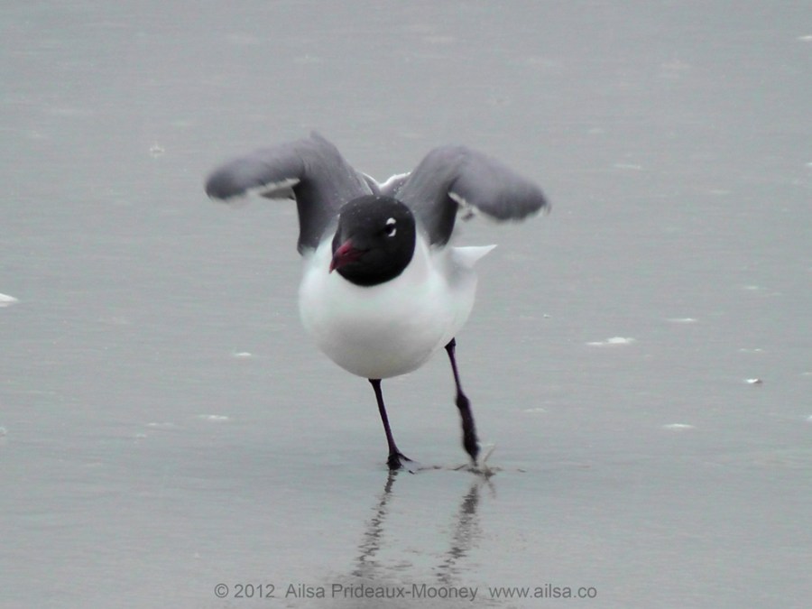 seagull, gull, travel, new york, far rockaways, travel, ailsa prideaux-mooney