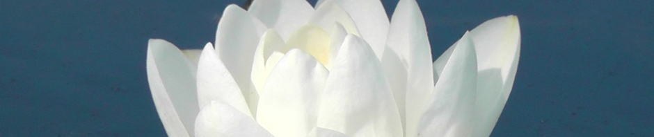 water lily international women's day flower white