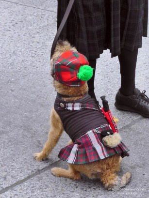 st. patrick's day, st patrick's day, seattle, 2013, st patrick's day parade, irish week seattle, travel, ailsa prideaux-mooney