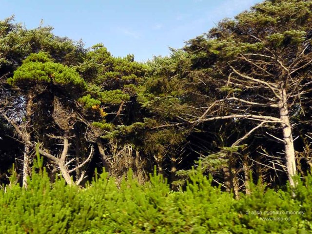 us, usa, america, road trip, roadtrip, oregon coast. travel