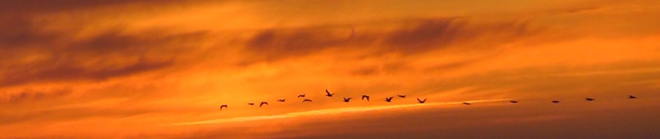us, road trip, roadtrip, usa, america, oregon coast, oregon, united states, travel, oregon dunes, sunset, geese
