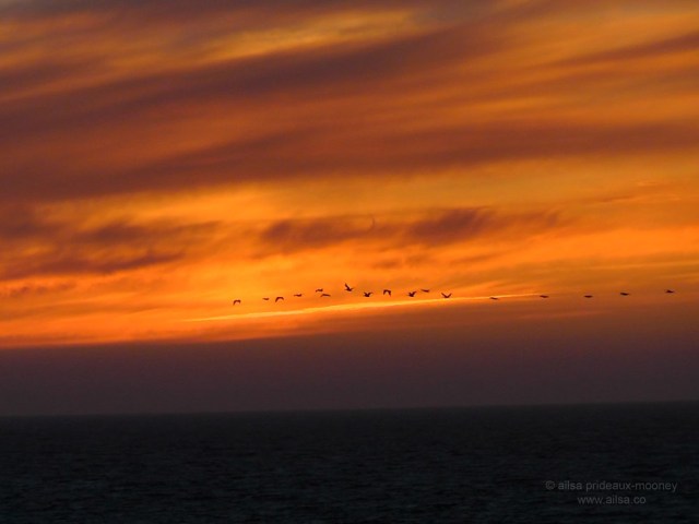 us, road trip, roadtrip, usa, america, oregon coast, oregon, united states, travel, oregon dunes, sunset, geese