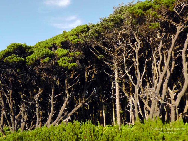 us, usa, america, road trip, roadtrip, oregon coast. travel