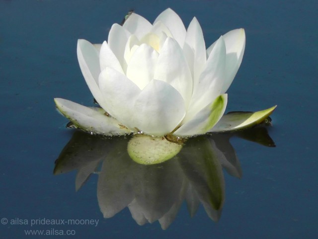 white water lily international women's day