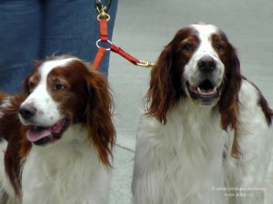 st. patrick's day, st patrick's day, seattle, 2013, st patrick's day parade, irish week seattle, travel, ailsa prideaux-mooney, irish setters