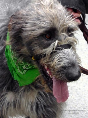 st. patrick's day, st patrick's day, seattle, 2013, st patrick's day parade, irish week seattle, travel, ailsa prideaux-mooney, irish wolfhound