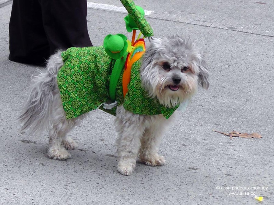 st. patrick's day, st patrick's day, seattle, 2013, st patrick's day parade, irish week seattle, travel, ailsa prideaux-mooney