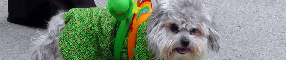 st. patrick's day, st patrick's day, seattle, 2013, st patrick's day parade, irish week seattle, travel, ailsa prideaux-mooney