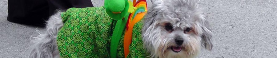 st. patrick's day, st patrick's day, seattle, 2013, st patrick's day parade, irish week seattle, travel, ailsa prideaux-mooney