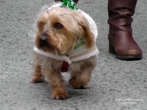 st. patrick's day, st patrick's day, seattle, 2013, st patrick's day parade, irish week seattle, travel, ailsa prideaux-mooney