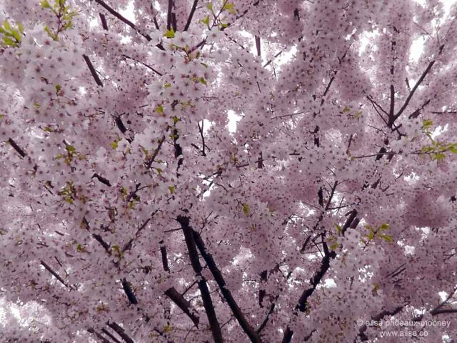 cherry blossom, seattle, travel, travel photography, ailsa prideaux-mooney
