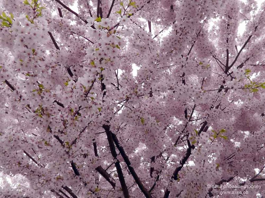 cherry blossom, seattle, travel, travel photography, ailsa prideaux-mooney