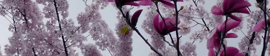 cherry blossom, seattle, travel, travel photography, tulip tree, ailsa prideaux-mooney