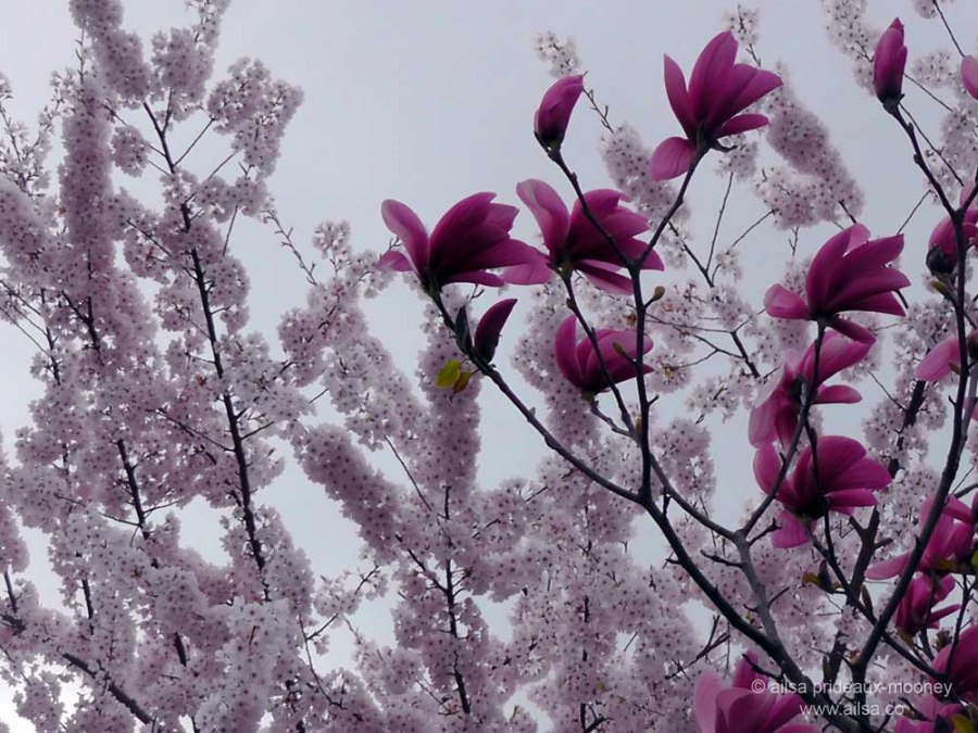cherry blossom, seattle, travel, travel photography, tulip tree, ailsa prideaux-mooney