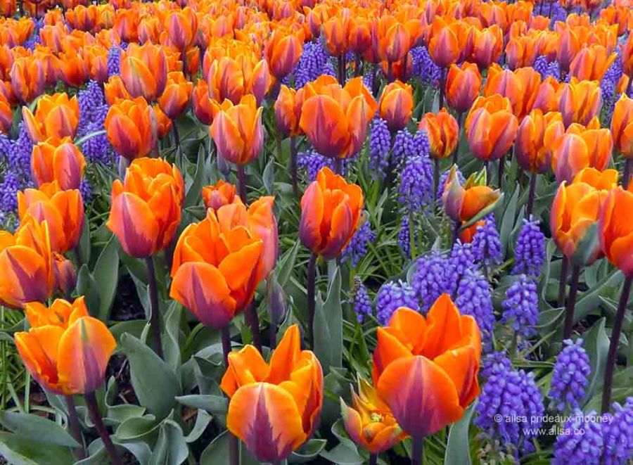 skagit valley, tulip festival, tulips, flowers, nature, travel, photography, ailsa prideaux-mooney, washington tulip festival