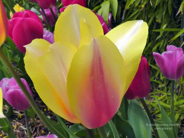 skagit valley, tulip festival, tulips, flowers, nature, travel, photography, ailsa prideaux-mooney, washington tulip festival, roozengaarde