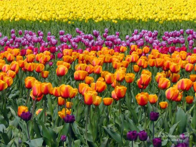 skagit valley, tulip festival, tulips, flowers, nature, travel, photography, ailsa prideaux-mooney, washington tulip festival