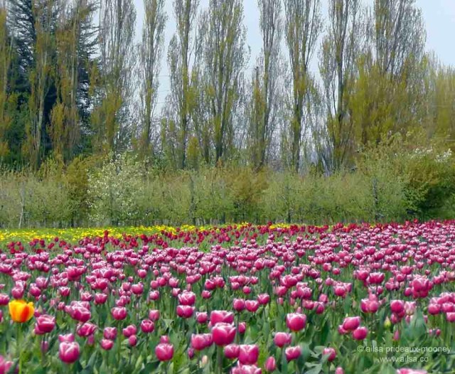 skagit valley, tulip festival, tulips, flowers, nature, travel, photography, ailsa prideaux-mooney, washington tulip festival, roozengaarde