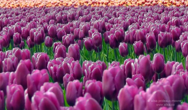 skagit valley, tulip festival, tulips, flowers, nature, travel, photography, ailsa prideaux-mooney, washington tulip festival