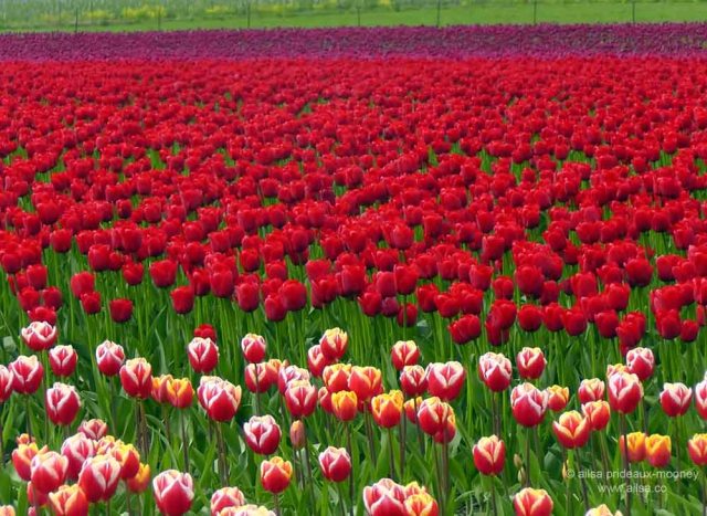 skagit valley, tulip festival, tulips, flowers, nature, travel, photography, ailsa prideaux-mooney, washington tulip festival