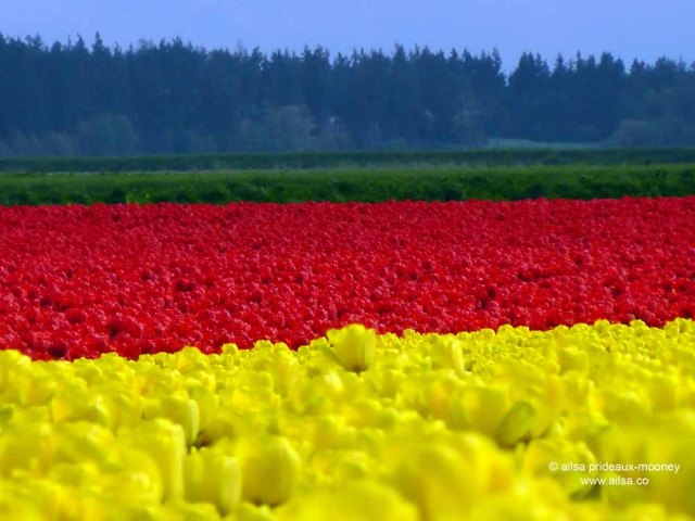 skagit valley, tulip festival, tulips, flowers, nature, travel, photography, ailsa prideaux-mooney, washington tulip festival