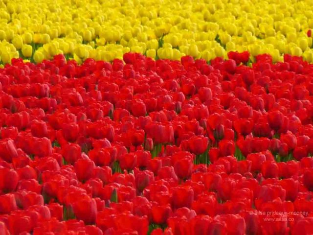 skagit valley, tulip festival, tulips, flowers, nature, travel, photography, ailsa prideaux-mooney, washington tulip festival