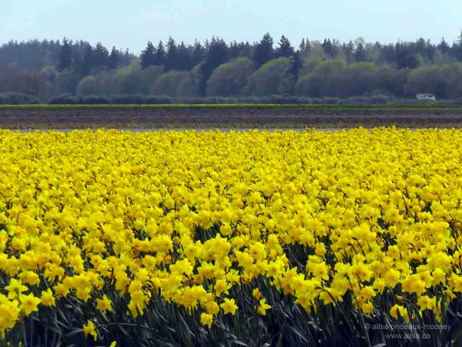 skagit valley, tulip festival, tulips, flowers, nature, travel, photography, ailsa prideaux-mooney, washington tulip festival, daffodils