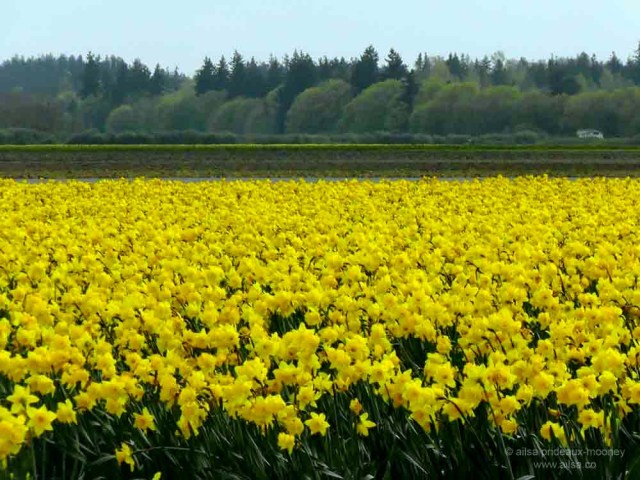 skagit valley, tulip festival, tulips, flowers, nature, travel, photography, ailsa prideaux-mooney, washington tulip festival, roozengaarde