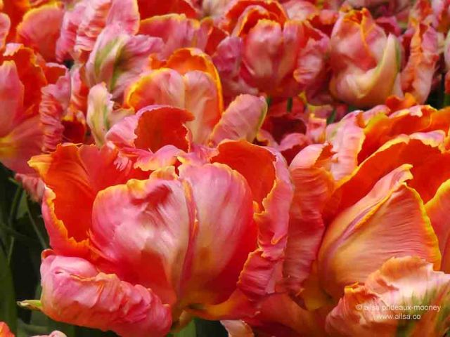 skagit valley, tulip festival, tulips, flowers, nature, travel, photography, ailsa prideaux-mooney, washington tulip festival