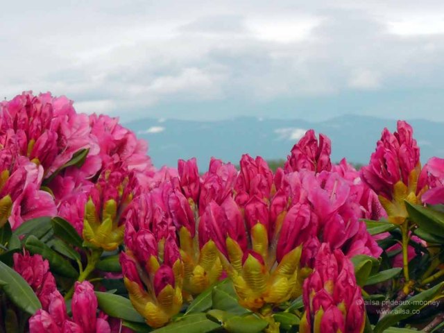 skagit valley, tulip festival, tulips, flowers, nature, travel, photography, ailsa prideaux-mooney, washington tulip festival