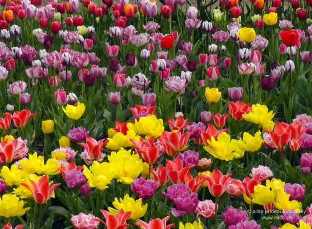 skagit valley, tulip festival, tulips, flowers, nature, travel, photography, ailsa prideaux-mooney, washington tulip festival