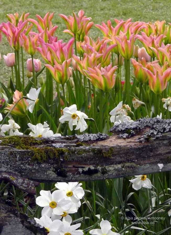 skagit valley, tulip festival, tulips, flowers, nature, travel, photography, ailsa prideaux-mooney, washington tulip festival
