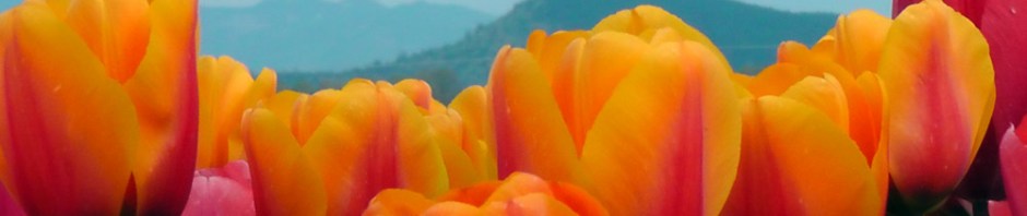 skagit valley, tulip festival, tulips, flowers, nature, travel, photography, ailsa prideaux-mooney, washington tulip festival, roozengaarde