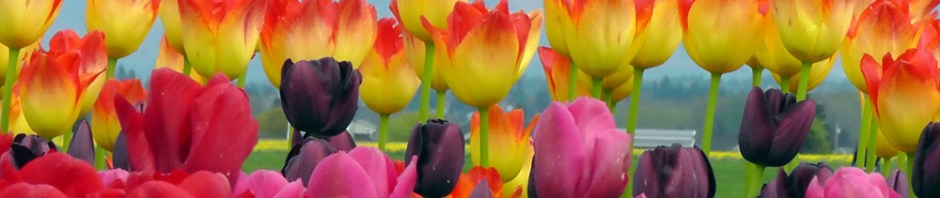 skagit valley, tulip festival, tulips, flowers, nature, travel, photography, ailsa prideaux-mooney, washington tulip festival, roozengaarde