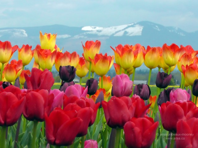 skagit valley, tulip festival, tulips, flowers, nature, travel, photography, ailsa prideaux-mooney, washington tulip festival, roozengaarde