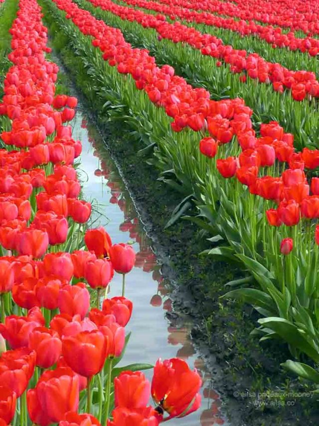 skagit valley, tulip festival, tulips, flowers, nature, travel, photography, ailsa prideaux-mooney, washington tulip festival, roozengaarde