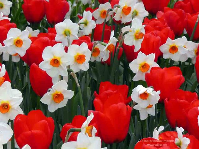 skagit valley, tulip festival, tulips, flowers, nature, travel, photography, ailsa prideaux-mooney, washington tulip festival, roozengaarde