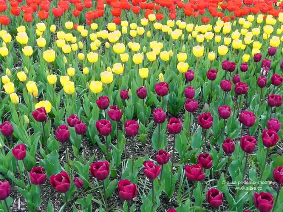 skagit valley, tulip festival, tulips, flowers, nature, travel, photography, ailsa prideaux-mooney, washington tulip festival, roozengaarde