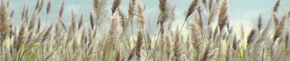 sugar cane, sugar, sugarcane, guatemala, central america, travel, ailsa prideaux-mooney, travel photography