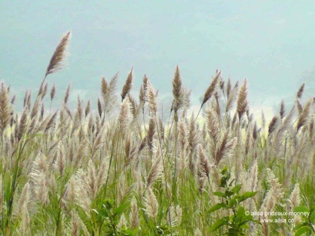 sugar cane, sugar, sugarcane, guatemala, central america, travel, ailsa prideaux-mooney, travel photography