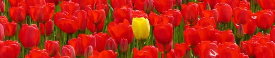 skagit valley, tulip festival, tulips, flowers, nature, travel, photography, ailsa prideaux-mooney, washington tulip festival, roozengaarde